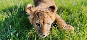 Не могут бегать: что со львятами, которых забрали из контактного зоопарка