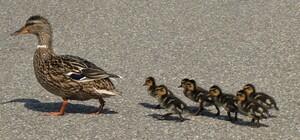 Подключили полицию: в Киеве ищут водителя, сбившего маленьких утят