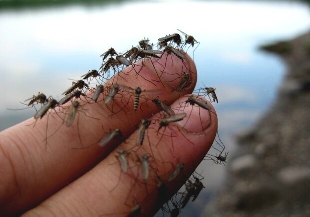 В Бердянске нашествие комаров: как не стать жертвой гнуса - фото