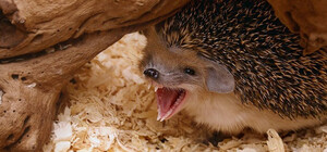 Назначили прививки от бешенства: под Харьковом женщину укусил еж