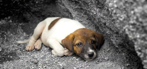 Провалились в глубокую яму: в Днепре спасли шестерых щенят (видео)