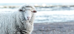 Улыбнитесь: по пляжу запорожского курорта пробежал табун баранов (видео)