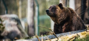 У ведмежий притулок «Домажир» привезли нових мешканців: фото