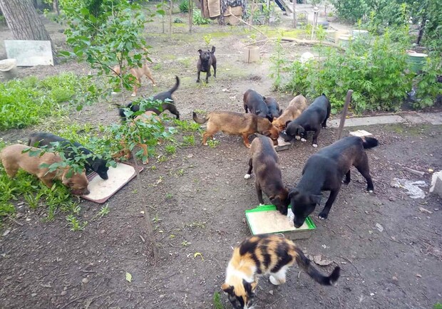 17 собак, 10 щенков, гусыня-наседка и 2 кошек: запорожцев просят о помощи. Фото: fb Мария Говяда