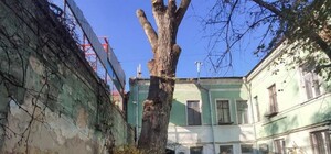 Конфликт из-за одесского тополя: кто предстанет перед судом 