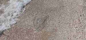 Все и сразу: в Кирилловке нашествие комаров, медуз и морских блох