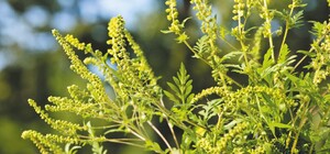 Сообщай адрес: в Одессе начали борьбу с амброзией 