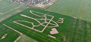 Не пришельцы: на кукурузном поле под Киевом вырастили огромный Тризуб