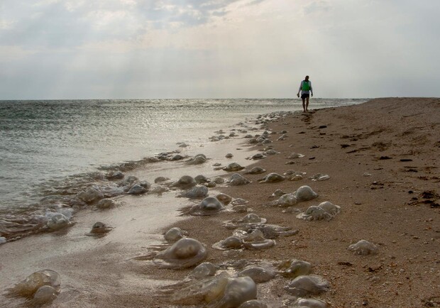 На побережье запорожского курорта выбросило десятки медуз - фото: fb Alexandr Arhipov
