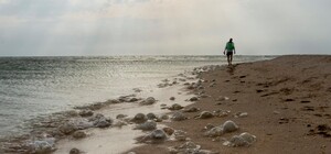 Последствия шторма: на побережье запорожского курорта выбросило десятки медуз