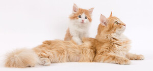 Як подарувати улюбленцю довге і здорове життя?