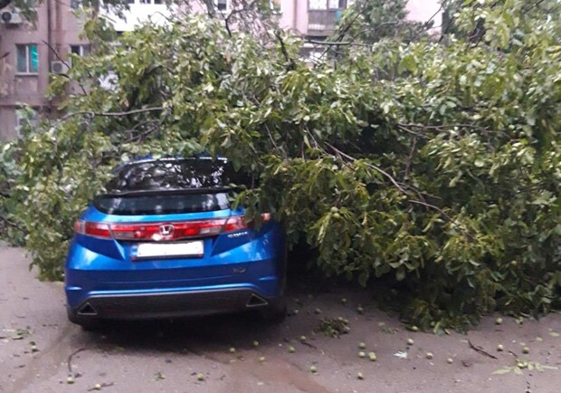 Прямо на машины: на Школьной рухнуло дерево, которое просили убрать 4 месяца. Фото от читателей Vgorode
