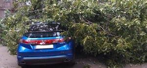 Прямо на машины: на Школьной рухнуло дерево, которое просили убрать 4 месяца