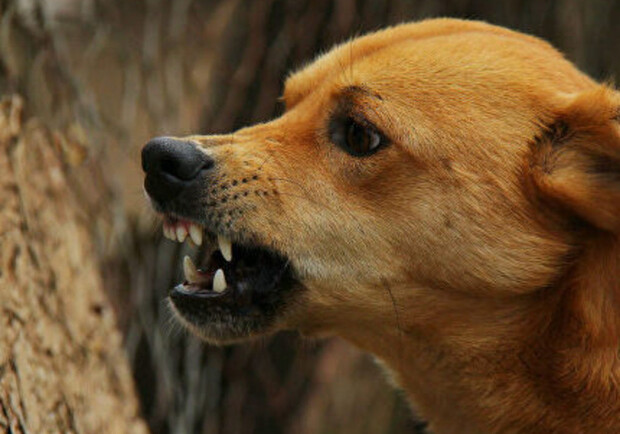 Что делать, если вас покусала собака. Фото: Getty Images