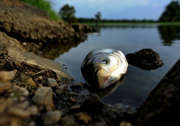 Гибель рыбы около плотины ДнепроГЭС: запорожцев предупреждают об опасности. Фото: Getty Images