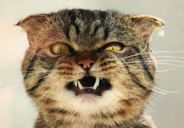 Объявлен карантин: под Бердянском людей покусал кот с бешенством - фото Pikabu