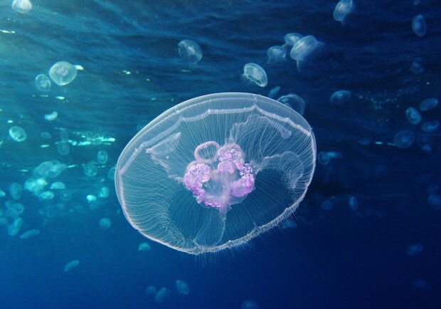 В Кирилловке появились барьерные сети от медуз - фото: pinterest.com