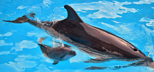 Милый малыш: в одесском дельфинарии снова пополнение