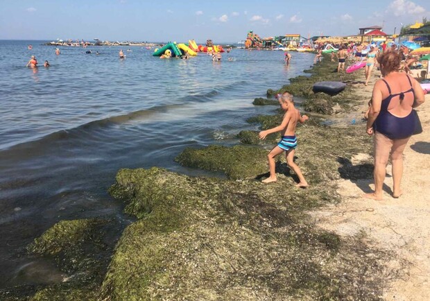 Пляжи Бердянска завалило тоннами водорослей. Фото: "ПроБердянск"