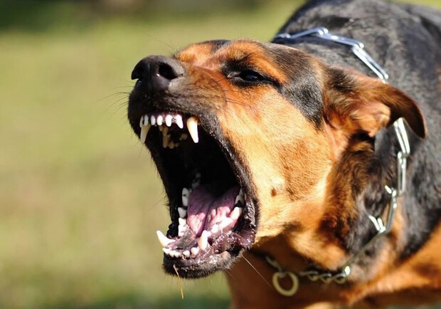 В Запорожье женщину насмерть загрызла собака. Фото: Getty Images