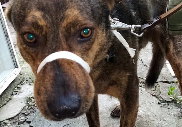 "Кидала в нее камнями": собаку, перегрызшую запорожанке артерию, забрали зоозащитники - фото