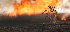 Пострадала женщина: в Запорожской области вспыхнула сухая трава