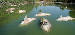 Жара и водоросли ни при чем: экологи рассказали, почему в Днепре массово гибнет рыба