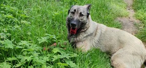 Жива мішень: в парку на Львівщині невідомі влаштували стрілянину по собаці