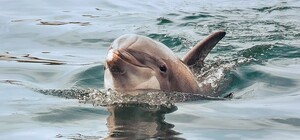 Трогательное зрелище: в Кирилловке к берегу приплыли дельфины