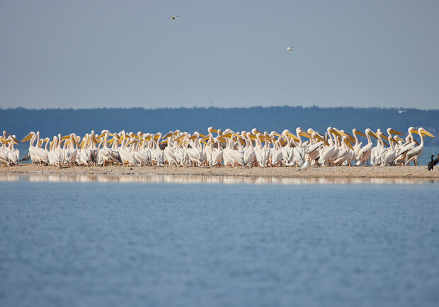 Красота: в Молочный лиман прилетели розовые пеликаны - фото: fb Игорь Головков