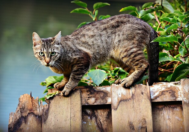 В Бердянске запретили отлавливать котов - фото: pixabay.com
