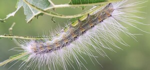 Поедают все вокруг: в Одессе заметили огромное количество гусениц