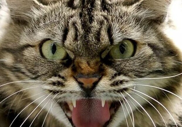 Покусал кот: под Бердянском сняли карантин из-за бешенства. Фото: Getty Images