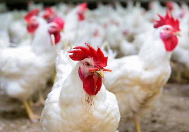 Сальмонеллез в подарок: в магазинах Запорожья может попадаться зараженная курятина. Фото: Getty Images