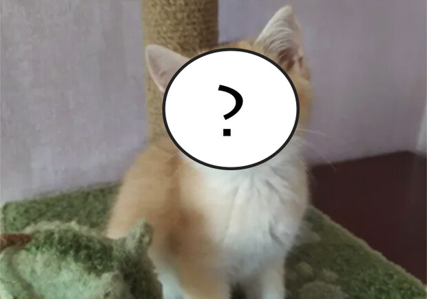 За 55 тысяч гривен: как выглядит самый дорогой котенок в Запорожье - фото из объявления на олх