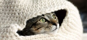 Доставайте теплую пижаму: в Днепре ожидаются заморозки