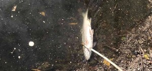 Опасаются токсичных выбросов: на Андреевском озере массово гибнет рыба