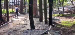 Спасибо реконструкции: в парке Партизанской славы засыхают сосны