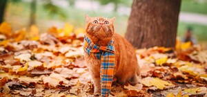 Запахло зимою: у Львові та області прогнозують заморозки