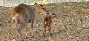 Смышленый малыш: в Одесском зоопарке родился лающий олененок