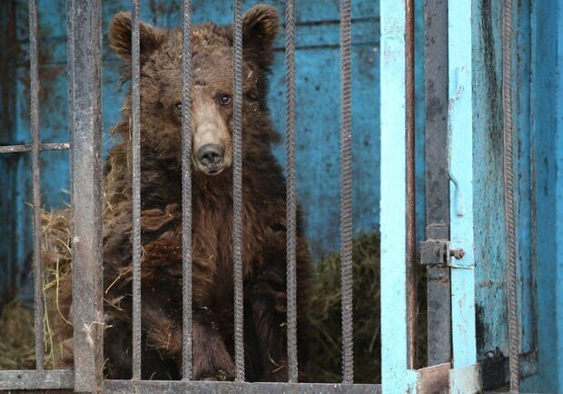 Наконец-то: медведей из запорожского зоопарка отправили в Голландию. Фото: krasivosti.pro