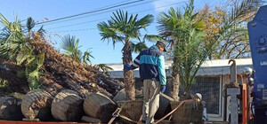 Отправили на зимовку: в Аркадии выкопали экзотические растения