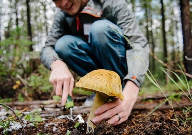 Будьте осторожны: в Запорожской области семья отравилась грибами. Фото: pexels