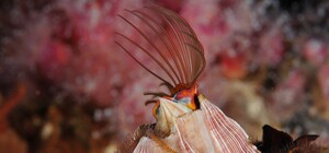 Експонат тижня: де у Львові можна побачити вусоногих раків