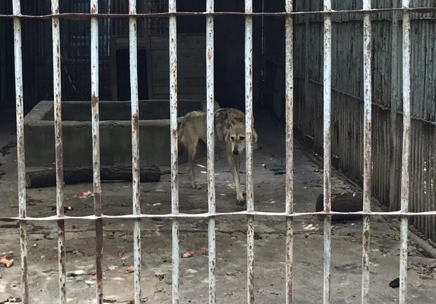 Одинокий и худой: в каких условиях живет волк из запорожского зоопарка. Фото: privet-rostov
