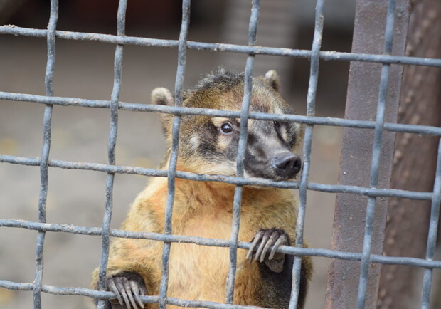 На детской железной дороге могут закрыть зоопарк: что будет с животными. Фото: 1news.zp.ua
