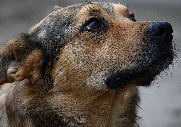 В Запорожье семейная пара морила голодом и избивала своих собак. 