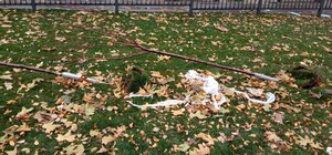 В Днепре пытались украсть сакуры из нового сквера на Калиновой