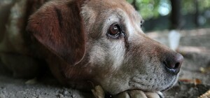 В Одессе мужчина убивает бездомных собак и хвастается этим в сети