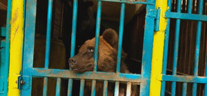 В Днепропетровской области на базе отдыха издеваются над медведями